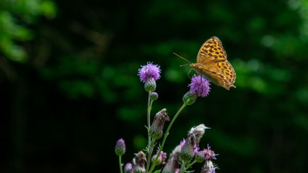 How to attract more butterflies and bees to your city